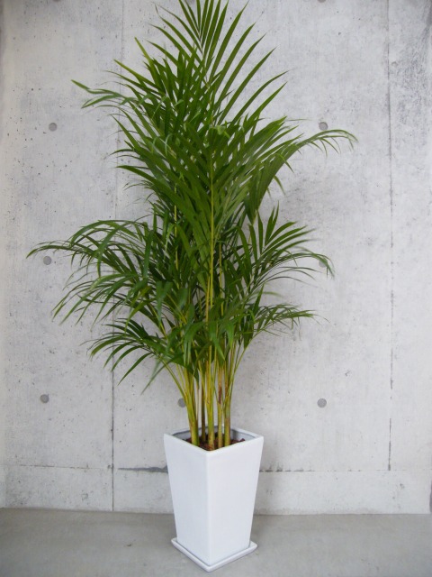 dscf1427