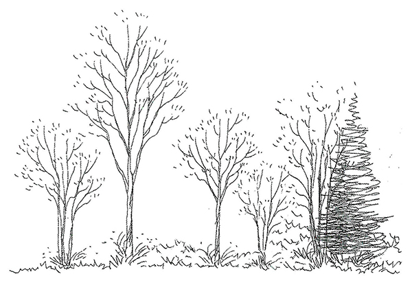 植栽による空間演出 効果的な配植6パターン エクステリアと住まいの Nexell ネクセル
