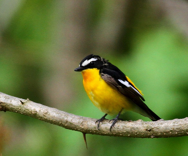 野鳥を庭に呼ぼう 可愛い野鳥があそびにきてくれる庭木 エクステリアと住まいの Nexell ネクセル