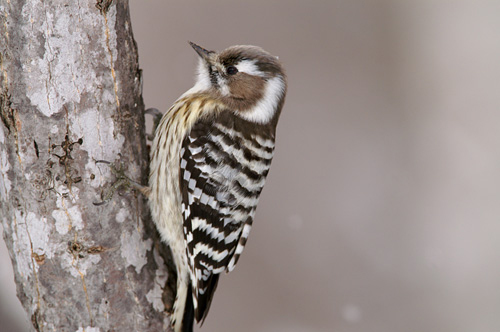 野鳥を庭に呼ぼう 可愛い野鳥があそびにきてくれる庭木 エクステリアと住まいの Nexell ネクセル