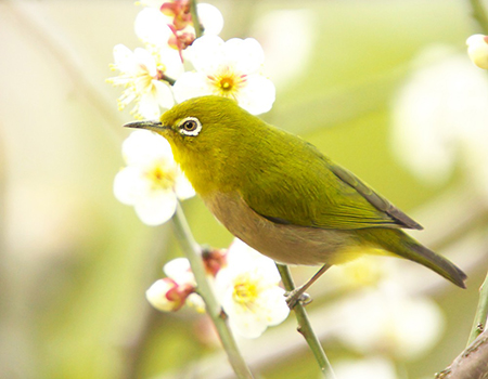 野鳥を庭に呼ぼう 可愛い野鳥があそびにきてくれる庭木 エクステリアと住まいの Nexell ネクセル