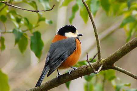 鳥 ギーギー 鳴く ギャーギャー、ムクドリの鳴き声がうるさいのはなぜ？