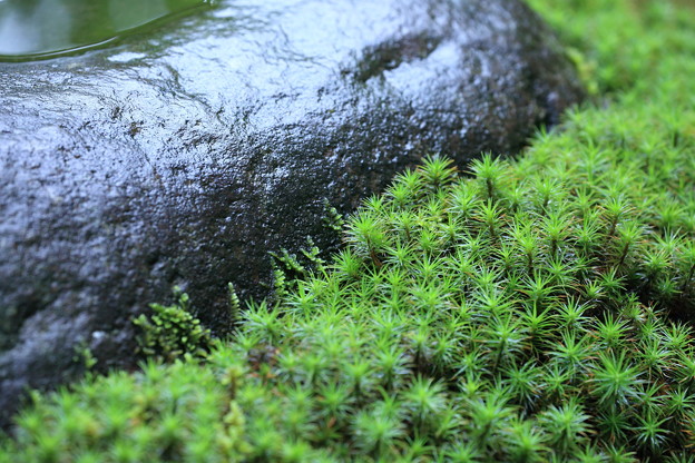 苔が好き 庭に取り入れるならオススメなのはこの5種類 エクステリアと住まいの Nexell ネクセル