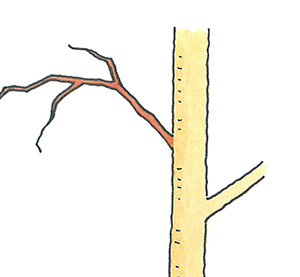 植栽の剪定をやってみよう 不要な枝を見極める エクステリアと住まいの Nexell ネクセル