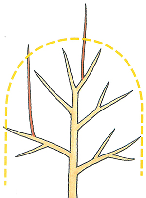 植栽の剪定をやってみよう 不要な枝を見極める エクステリアと住まいの Nexell ネクセル
