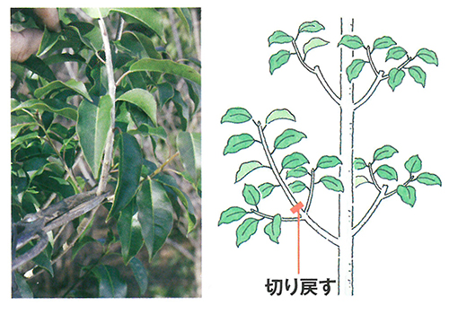 人気の庭木の剪定方法 夏編 エクステリアと住まいの Nexell ネクセル