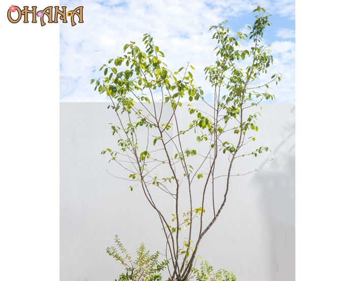 シンボルツリーを自分で植えてみるなら 庭の環境 樹種 水やり編 エクステリアと住まいの Nexell ネクセル