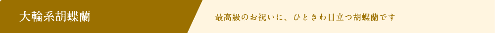 大輪系胡蝶蘭 最高級のお祝いに、ひときわ目立つ胡蝶蘭です