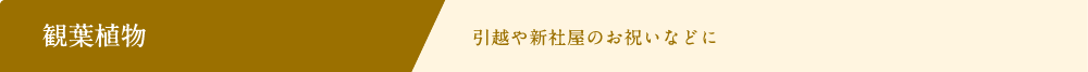 観葉植物 引越や新社屋のお祝いなどに