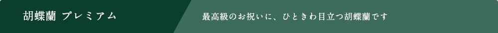 胡蝶蘭 ゴージャス3~5万円 最高級のお祝いに、ひときわ目立つ胡蝶蘭です
